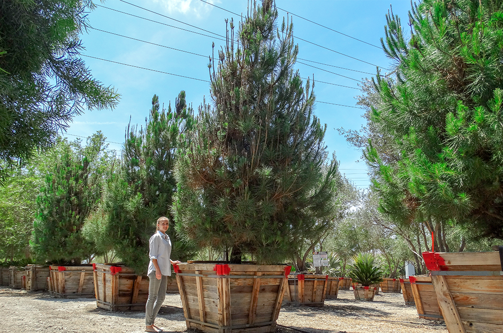 Italian Stone Pine Moon Valley Nurseries Select